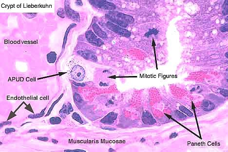 APUD cells(GI tract) aka Kulchtizski cells aka enterochrom… | Flickr