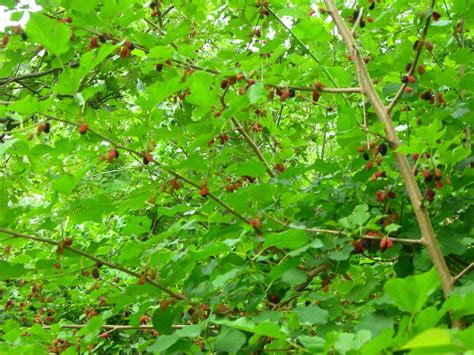 How to Grow Mulberries