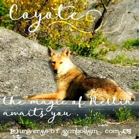 Coyote Symbolism | Coyote Meaning | Spirit Animals