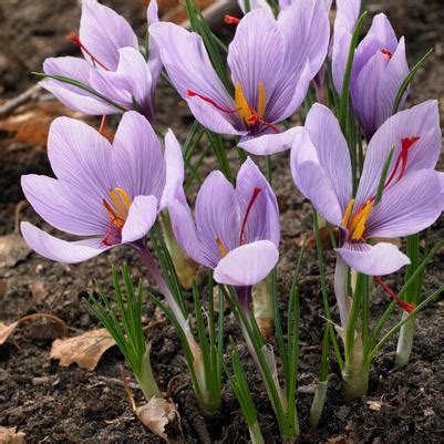 Wholesale Crocus Bulbs | From A.D.R. Bulbs