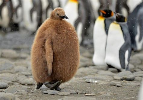 PsBattle: A young penguin walks among the elders - photoshopbattles | Penguin walk, Penguins ...
