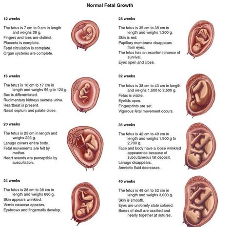 Normal fetal growth Newborn Nursing, Ob Nursing, Nursing Tips, Postpartum Nursing, Child Nursing ...