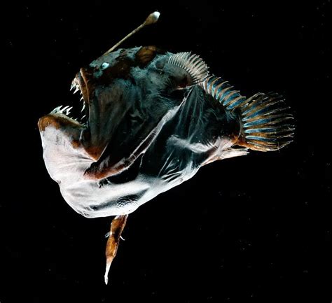 Anglerfish Mating | Male | Facts | Ark | Pictures | Size