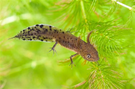 Great Crested Newt Facts and Pictures