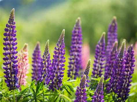 Troubleshooting Lupine Disease Problems: What Diseases Affect Lupine Plants