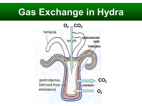 rasheeda: Respiration in... | Excretory system, Respiratory system, Hydra