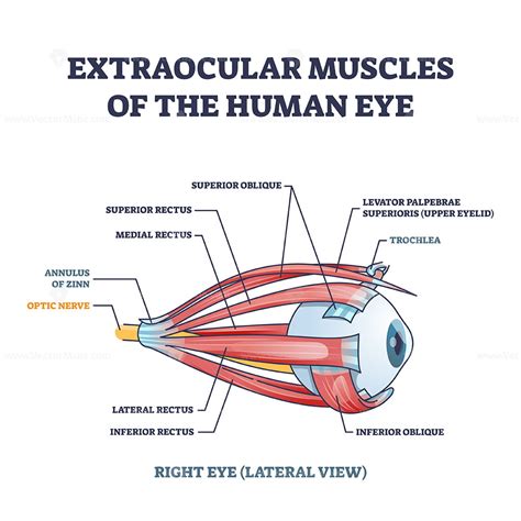 Extrinsic Eye Muscles Diagram