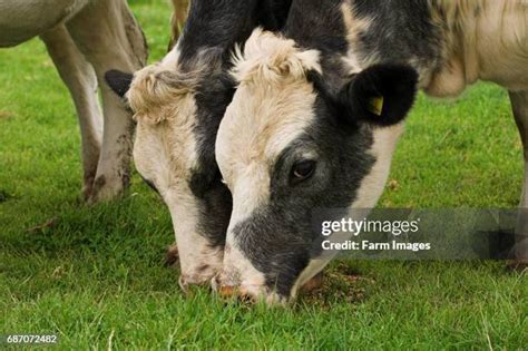 62 Belgian Blue Cattle Stock Photos, High-Res Pictures, and Images ...