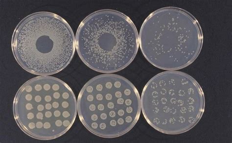 Pseudomonas syringae - Alchetron, The Free Social Encyclopedia