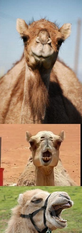 "camel" Meme Templates - Imgflip