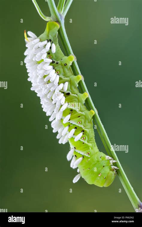 Tomato hornworm caterpillar (Manduca quinquemaculata) infested with the cocoons of pupating ...