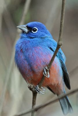 Rose-bellied Bunting (Passerina rositae) - Also known as Rosita's Bunting, it lives in the ...