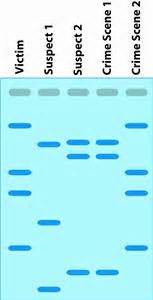 Examples Of DNA Fingerprinting - DNA Fingerprinting