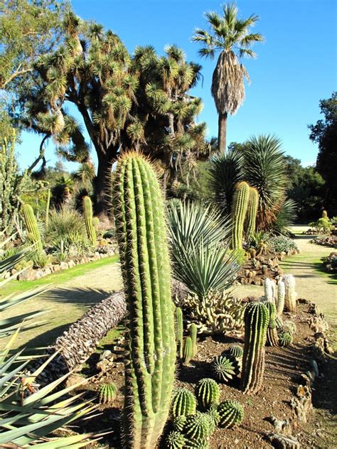 Page not found - The Lovely Planet | Cactus garden, Cactus, Arizona cactus