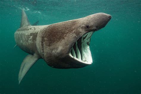 “Basking Shark Feeding” par Will Clark (UK) – fromrss