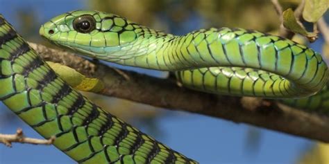 Boomslang: A Wildlife Guide To The Boomslang ️