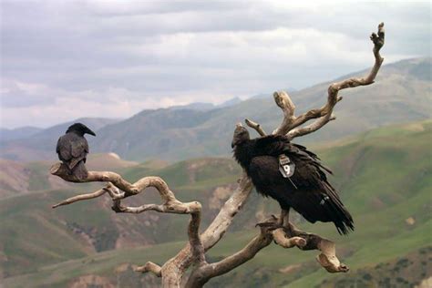 California Condor Recovery Program Spreads Its Wings | Edison International | Newsroom