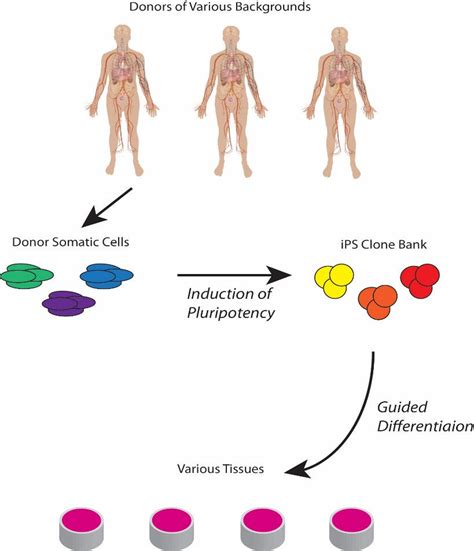 Drug discovery and toxicology workflow. Somatic cells are isolated from... | Download Scientific ...