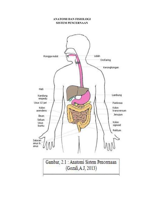 Anatomi Sistem Pencernaan Manusia Youtube - Gambaran