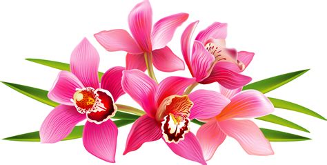 Orchid clipart orchid flower, Orchid orchid flower Transparent FREE for download on ...