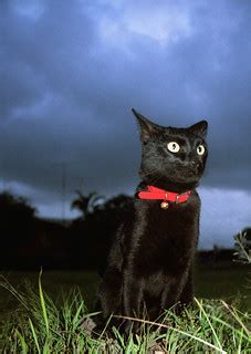 Black Cat Under Dark Skies | Chris Bloom | Flickr