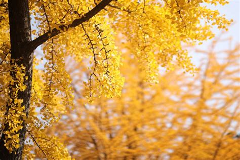 Tree with yellow leaves, which one is it? Beech, maple or more?