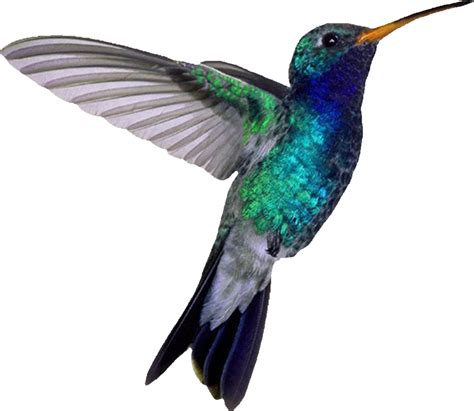 Hummingbird Vector Art, Artwork, Graphics Free PNG