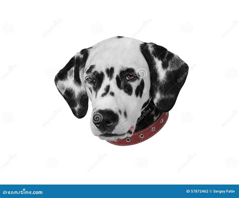 Dalmatian Black And White Royalty-Free Stock Photo | CartoonDealer.com ...