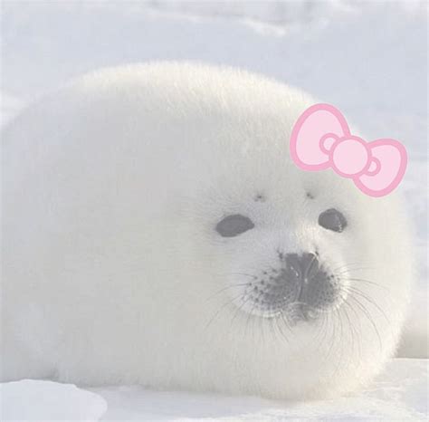 ୧ ‧₊˚ ☁️⋅♡𓂃 ࣪ ִֶ in 2023 | Cute seals, Silly animals, Cute wallpapers ...