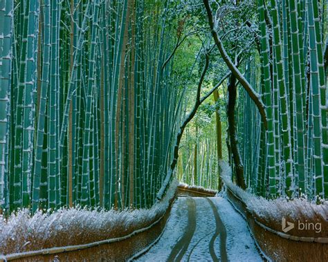 Japan Bamboo Forest Arashiyama-2016 Bing Desktop Wallpaper Preview | 10wallpaper.com