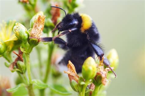 Premium Photo | Bumble bee on flower pollination