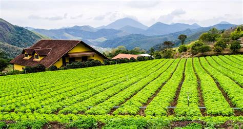 Brazil Farm Tour and Iguassu Falls 🦋 Brazil Agriculture Tours