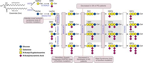 Frontiers | Gangliosides in the Brain: Physiology, Pathophysiology and ...