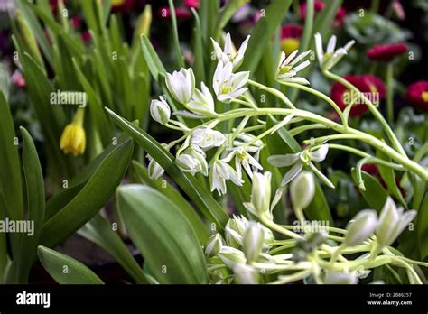 The picture star of Bethlehem in the garden Stock Photo - Alamy