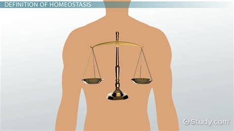 What Is Homeostasis? - Definition & Examples - Video & Lesson ...