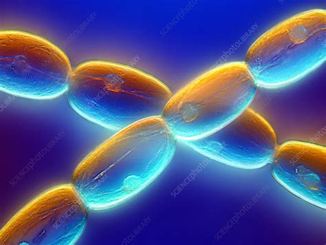 Stamen hairs, light micrograph - Stock Image - C011/1422 - Science ...