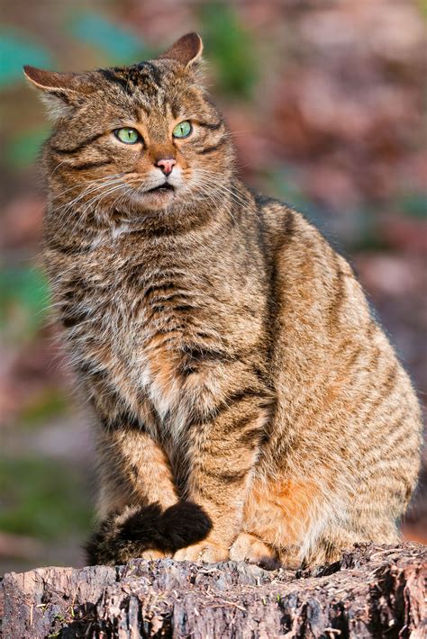 European wildcat (Felis silvestris silvestris) / Polish: żbik | Wild cats, Pretty cats, Cats