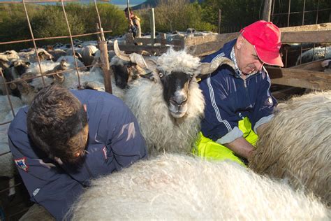 Protecting birds and people - story of Livno cheese production | PANORAMA