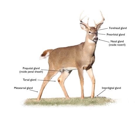 White-tailed Deer Illinois: deer ecology