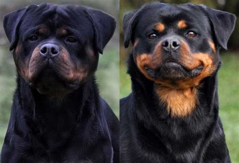 Giant German Rottweiler Puppies for Sale Washington - King Rottweilers