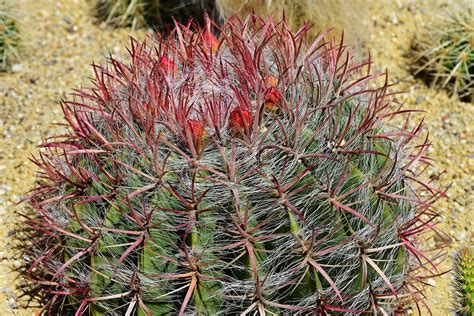 Cactus Ball Flowers · Free photo on Pixabay