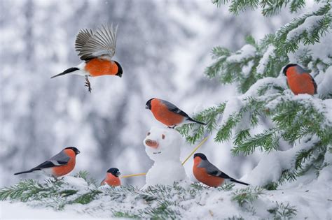 Winter Bird Wallpapers - Top Free Winter Bird Backgrounds - WallpaperAccess