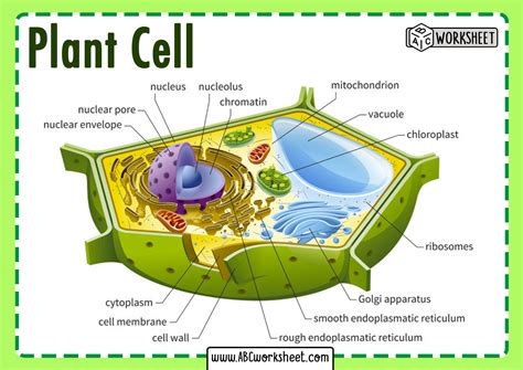 Plant Cell Parts and Structure