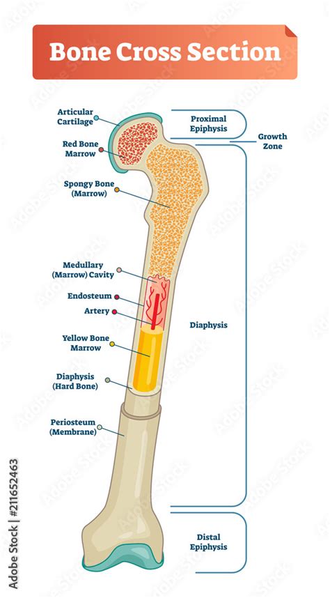 Vector illustration scheme of bone cross section. Diagram with articular cartilage, marrow ...