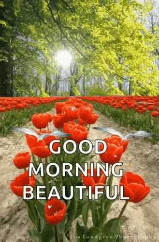 Good Morning Beautiful Flowers GIF - GoodMorningBeautiful Flowers Sparkles - Discover & Share GIFs