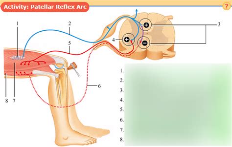 Patellar Reflex Arc Diagram | Quizlet