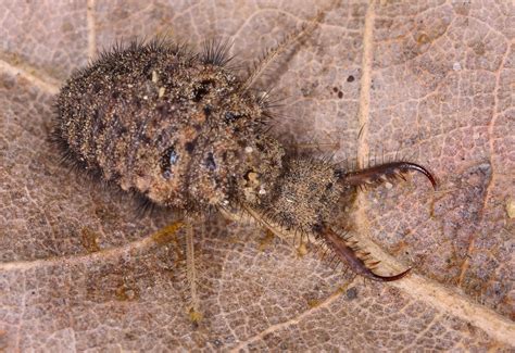 Antlion larvae, Myrmeleontidae | venwu225 | Flickr