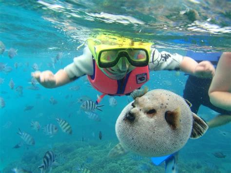 Snorkeling in Blue Bay's marine park, Shandrani Mauritius. Picture by ...