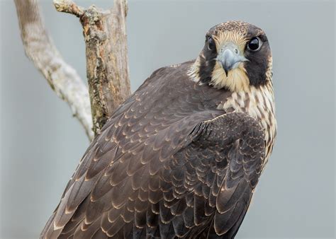 Peregrine Falcons' Incredible Migration Journeys