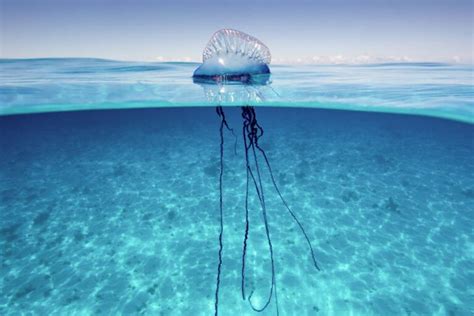 Yes! JellyFish Never Die Unless You Can Kill Them